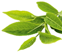 Green tea leaves